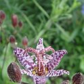 Tricyrtis hirta fleur